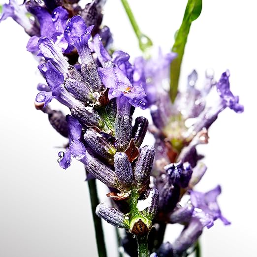 Davidoff Cool Water Deodorant Spray 150ml - All-Day Freshness - Image 3